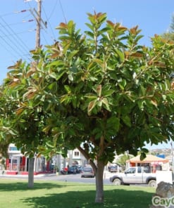 Cây Đa Búp Đỏ 3 cay da bup do 2