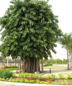 Cây Đa Búp Đỏ 2 cay da bup do 3