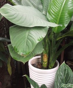 Cây Đại Phú Gia 4 cay dai phu gia 11