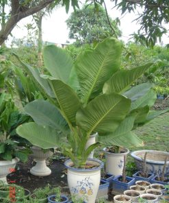 Cây Đại Phú Gia 3 Phong lộc hoa rực rỡ, mang đến phú quý, may mắn và thịnh vượng