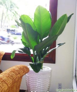 Cây Đại Phú Gia 1 cay dai phu gia 6