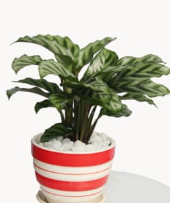 Cây Đuôi Công 3 cay duoi cong 3