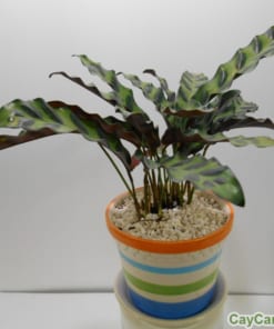 Cây Đuôi Công 2 cay duoi cong 5