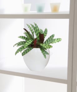 Cây Đuôi Công 1 cay duoi cong 6