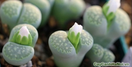 cây cảnh để bàn