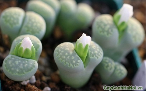 cây cảnh để bàn