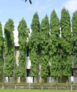 Cây Hoàng Nam 4 cay hoang nam 1