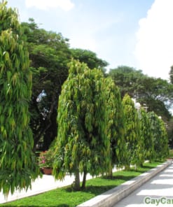 Cây Hoàng Nam 3 cay hoang nam 2