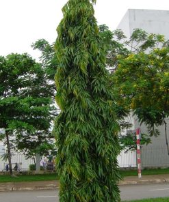 Cây Hoàng Nam 2 cay hoang nam 3