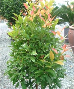 Cây Hồng Lộc 1 cay hong loc 2