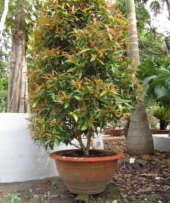 Cây Hồng Lộc 2 cay hong loc 3