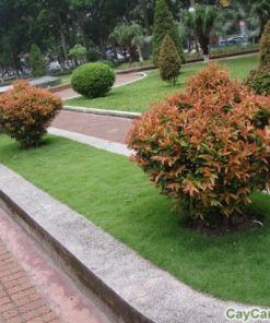 Cây Hồng Lộc 3 cay hong loc 4