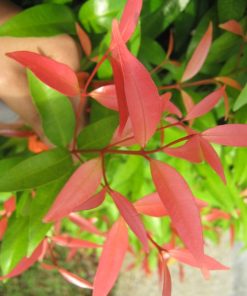 Cây Hồng Lộc 4 cay hong loc 5