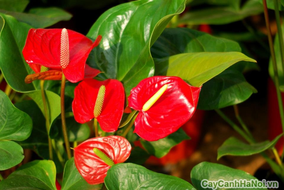 Cây hồng môn là cây nhập từ Colombia vào Việt Nam