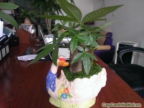 cây xanh văn phòng