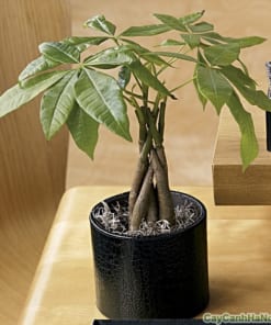 Cây Kim Ngân xoắn 2 cay kim ngan nho