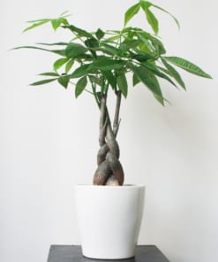 Cây Kim Ngân xoắn 3 cây kim ngân