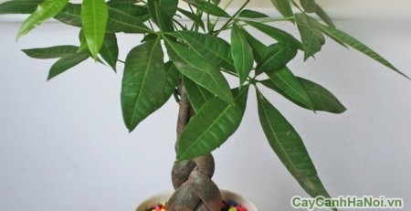 cây văn phòng