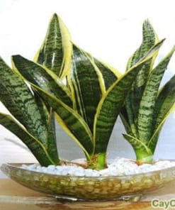 Cây Lưỡi Hổ 3 cay luoi ho 1