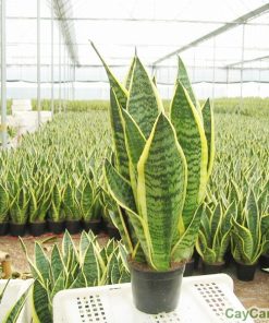 Cây Lưỡi Hổ 4 cay luoi ho 6