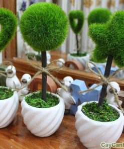 Cây Tài Lộc 3 tạo hình với cây may mắn