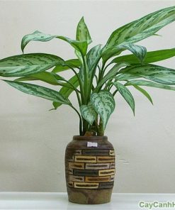 Cây Ngân Hậu 1 cay ngan hau 2