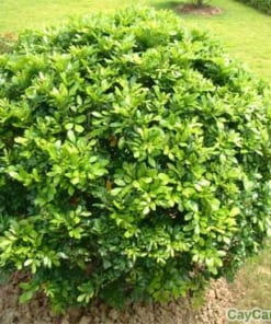 Cây Ngâu Tròn 1 cay ngau tron 2