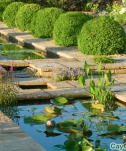 Cây Ngâu Tròn 2 cay ngau tron 3