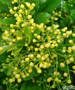 Cây Ngâu Tròn 3 cay ngau tron 4