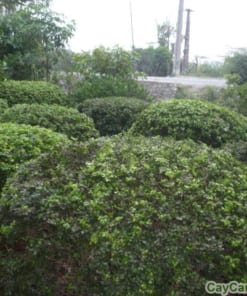 Cây Ngâu Tròn 4 cay ngau tron 5