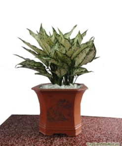 Cây Ngọc Ngân 3 cay ngoc ngan 3