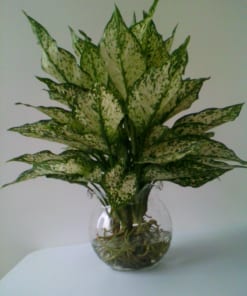 Cây Ngọc Ngân 2 cay ngoc ngan 4