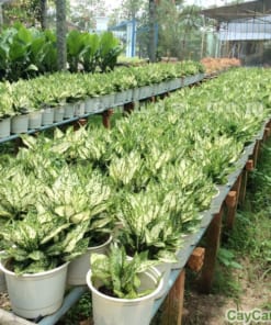 Cây Ngọc Ngân 4 cay ngoc ngan 5