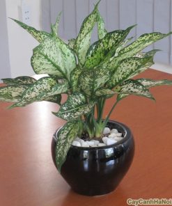 Cây Ngọc Ngân 1 cay ngoc ngan 6