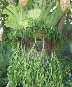 Cây Ổ Rồng treo 4 cay o rong 1