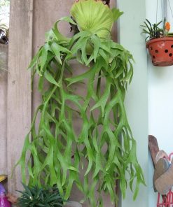 Cây Ổ Rồng treo 3 cay o rong 2