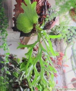 Cây Ổ Rồng treo 1 cay o rong 41