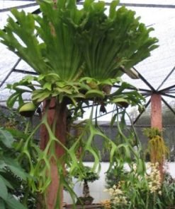 Cây Ổ Rồng treo 2 cay o rong 5