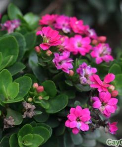 Cây Hoa Sống Đời 2 cay song doi 3