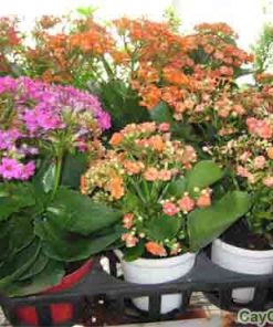 Cây Hoa Sống Đời 4 cay song doi 5