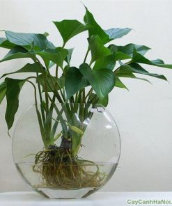 Cây Thanh Tâm 1 cay thanh tam 1