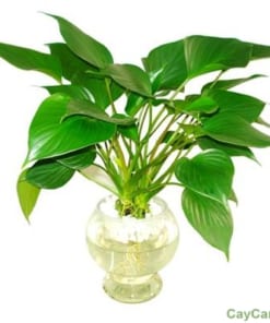 Cây Thanh Tâm 2 cay thanh tam 2