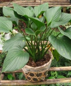 Cây Thanh Tâm 3 cay thanh tam 3