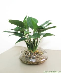 Cây Thanh Tâm 4 cay thanh tam 5