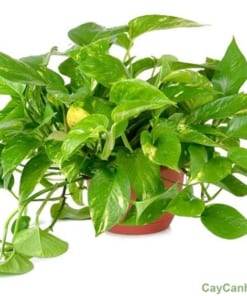 Cây Trầu Bà 2 cay trau ba 2