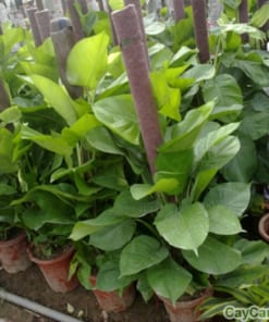 Cây Trầu Bà 3 cay trau ba 4