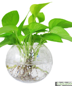 Cây Trầu Bà 4 cay trau ba 5