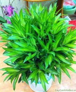 Cây Trúc Bách Hợp 2 cay truc bach hop 2