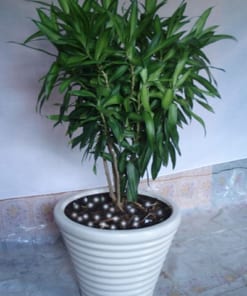 Cây Trúc Bách Hợp 1 cay truc bach hop 3