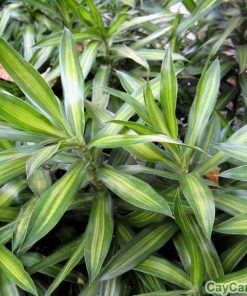 Cây Trúc Bách Hợp 4 cay truc bach hop 5